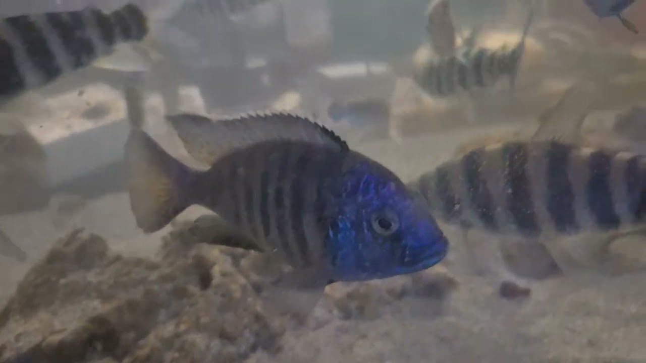 Peacock Cichlids beauties 