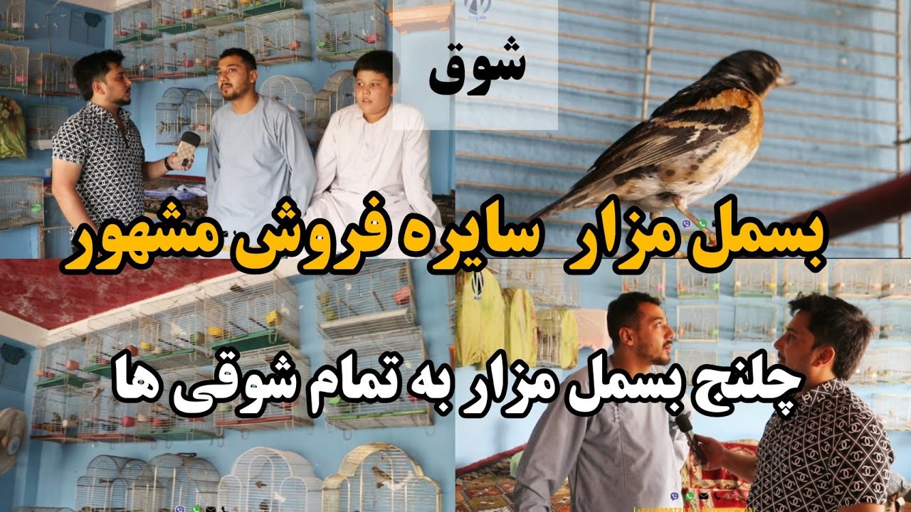 شوق | بسمل مشهور ترین سایره باز در مزار - Besmal Mazar is the most famous Sayre Baz Mazar-e-Sharif