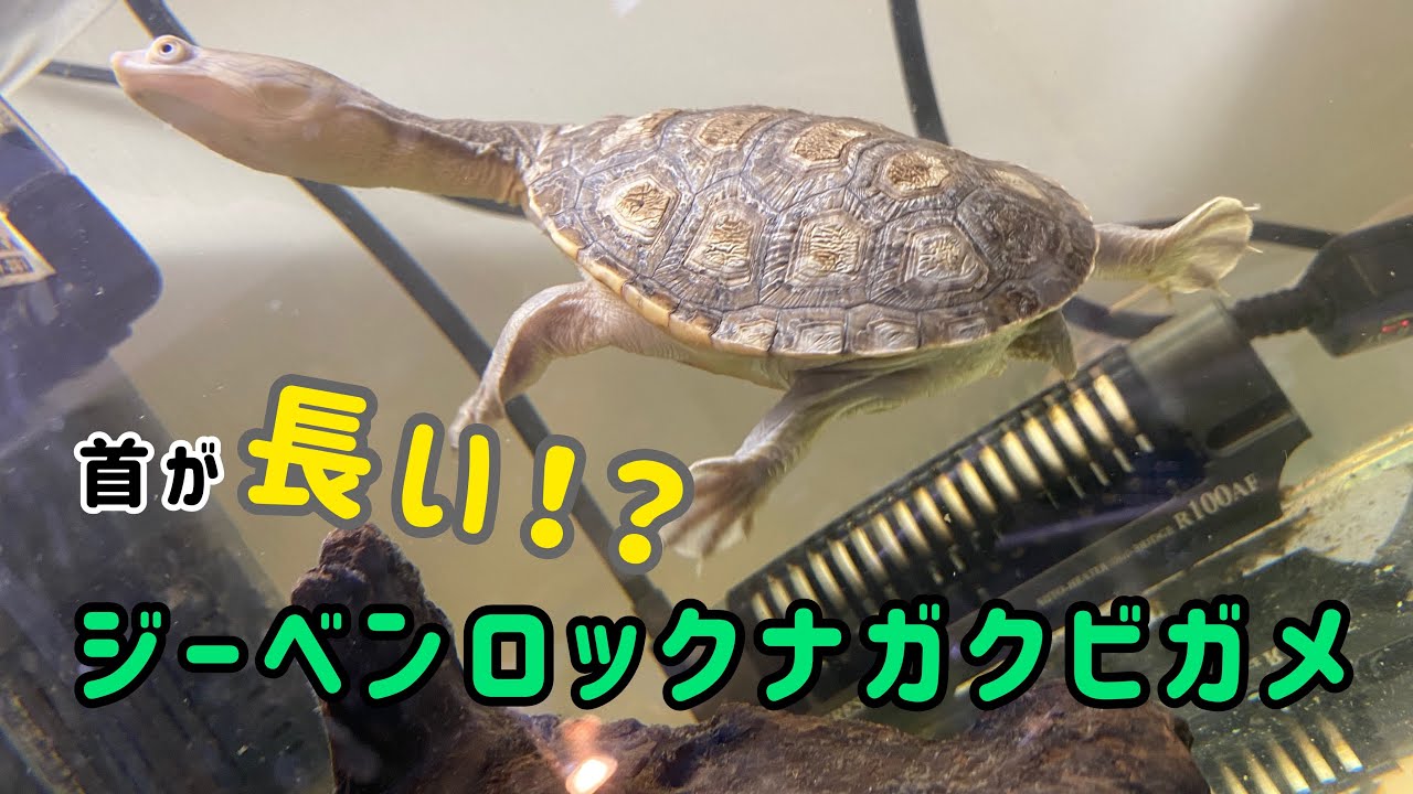 首が長い！？ジーベンロックナガクビガメのごはん