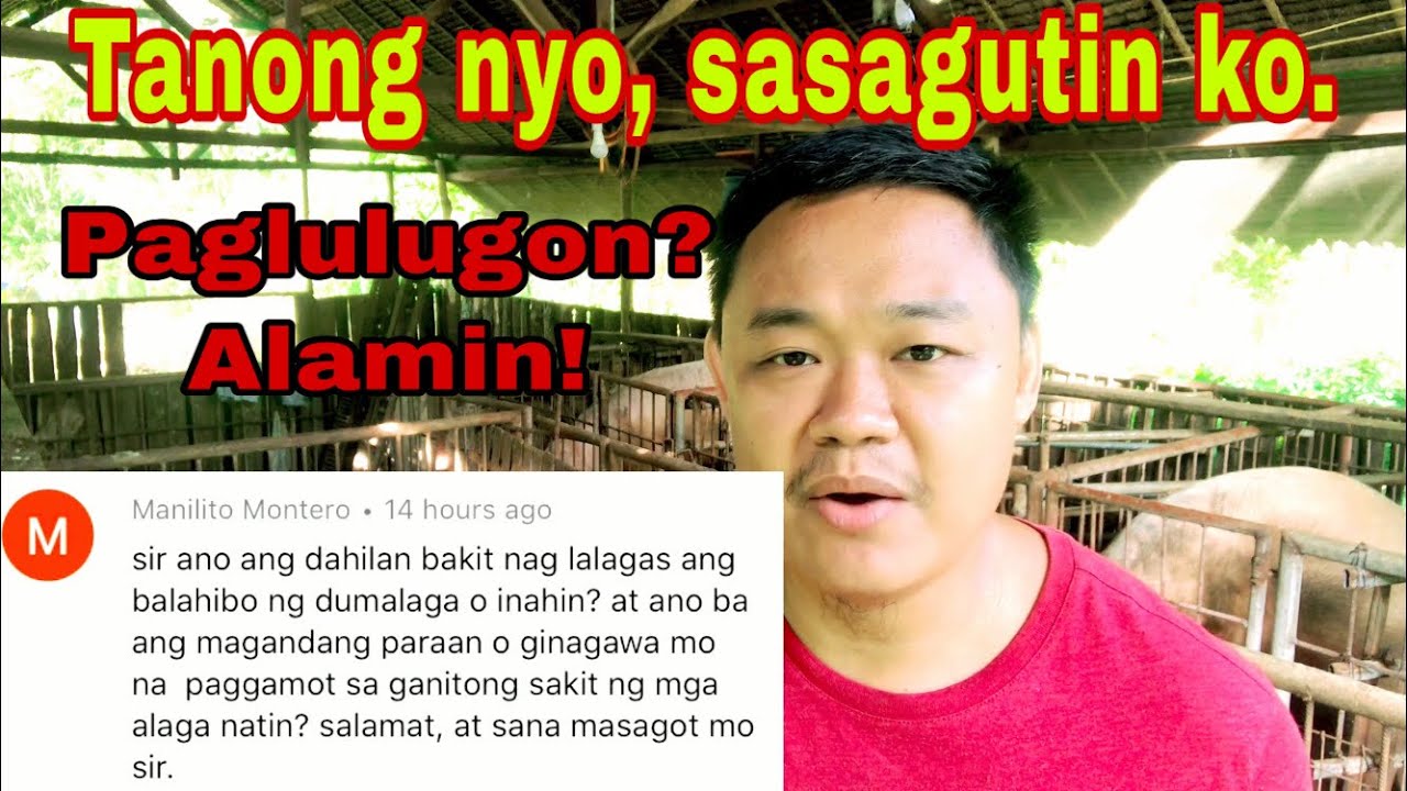 Bakit naglulugon ang mga inahing baboy | Ryan Patenio