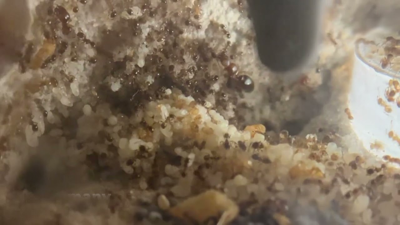 INSANE Growth! 2 Months of Pheidole bicarinata Colony Progression