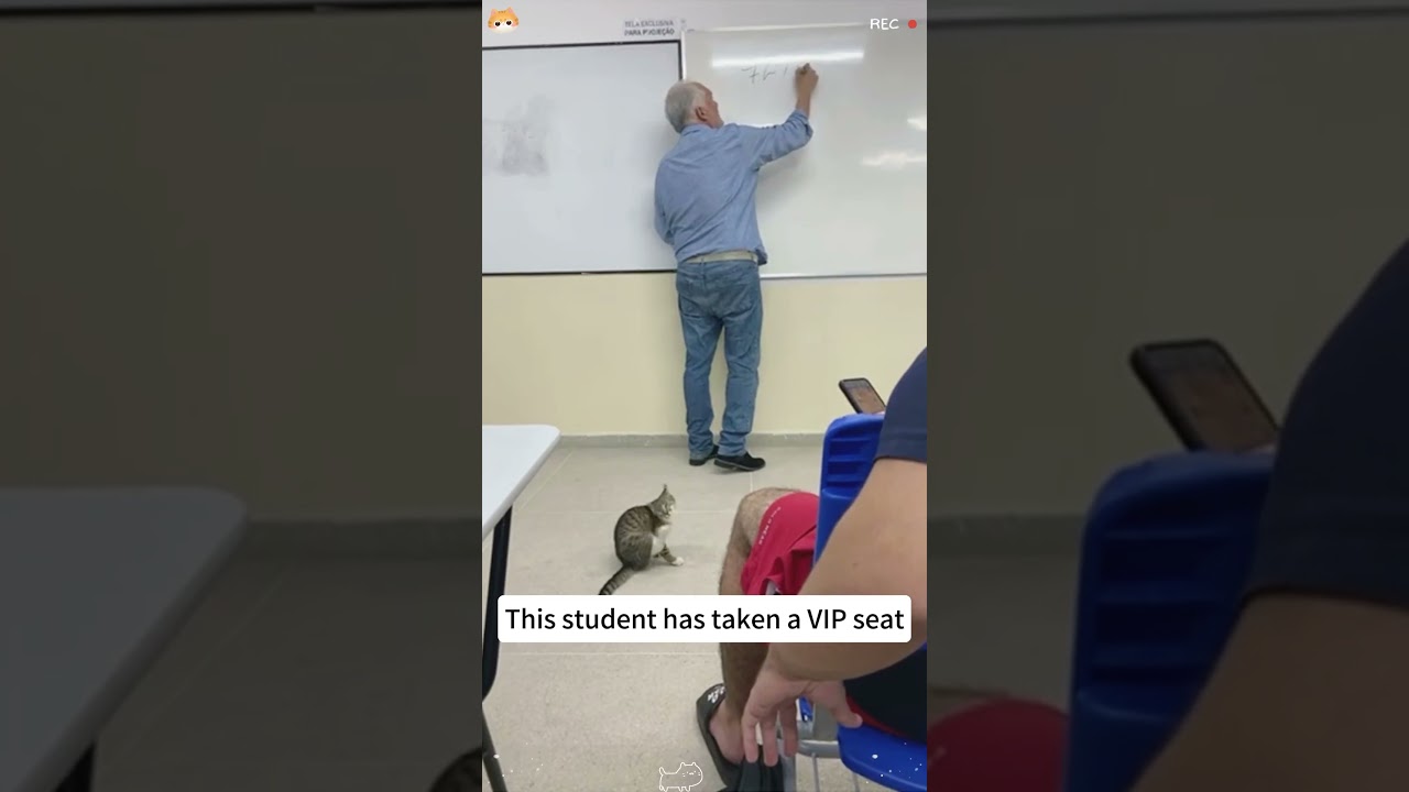 The best student in the class is a cat