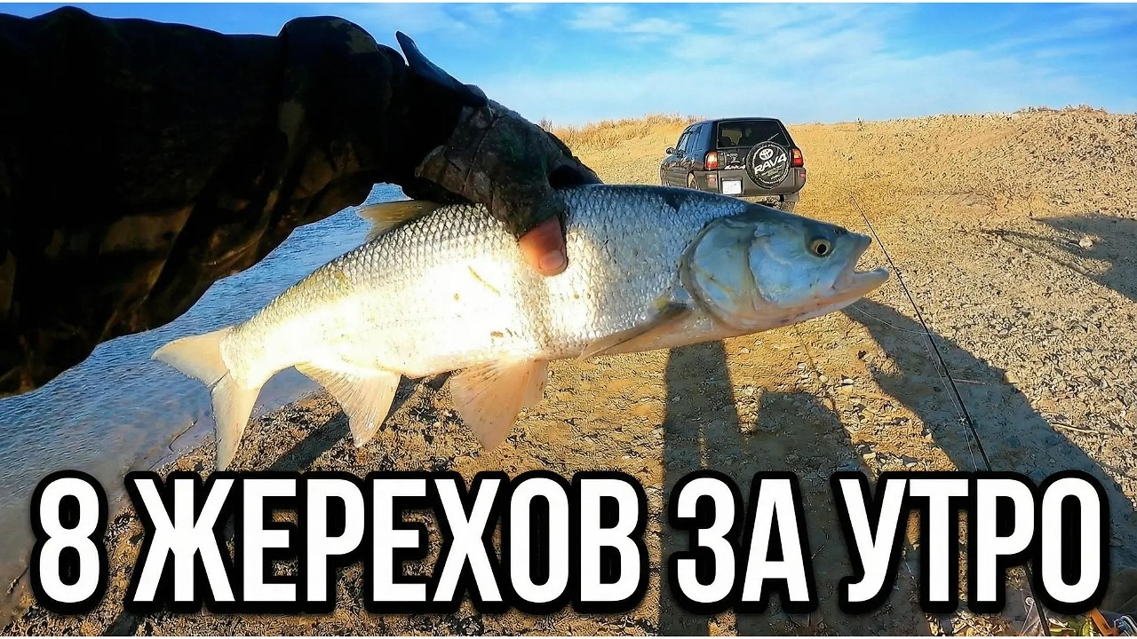 8 ЖЕРЕХОВ за утро! А потом клёв пропал | Рыбалка на реке Лепсы