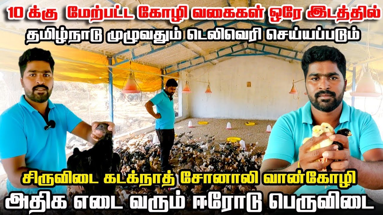 தூய பெருவிடை சிறுவிடை கடக்கநாத் கோழிக்குஞ்சுகள் விற்பனை | Delivery Available | Poultry Farm