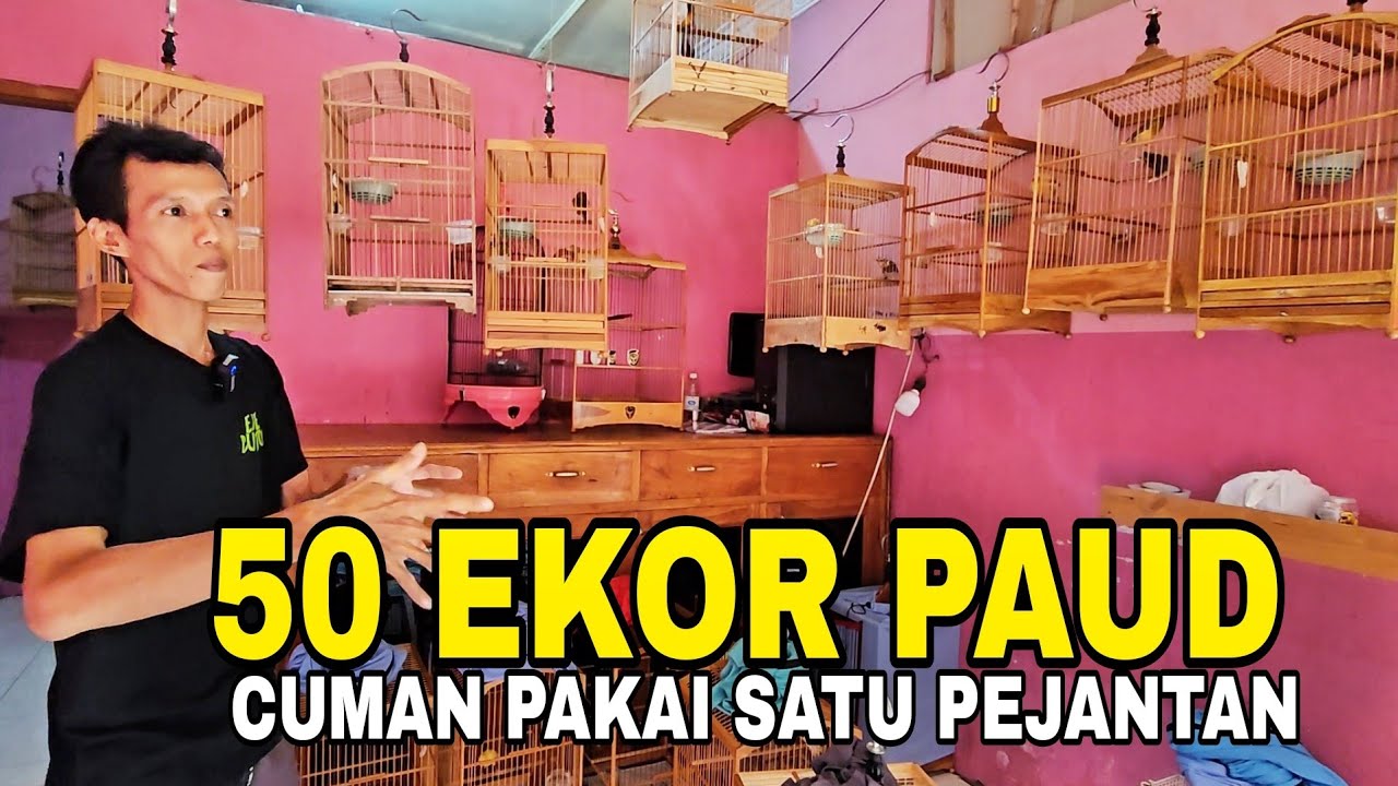 SUNGGUH GILAKK‼️ PETERNAK KENARI DI KOTA KUDUS EMANG BEDA.