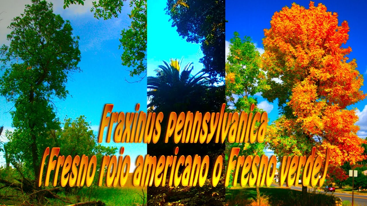 Fraxinus pennsylvanica, el Fresno rojo americano o Fresno verde