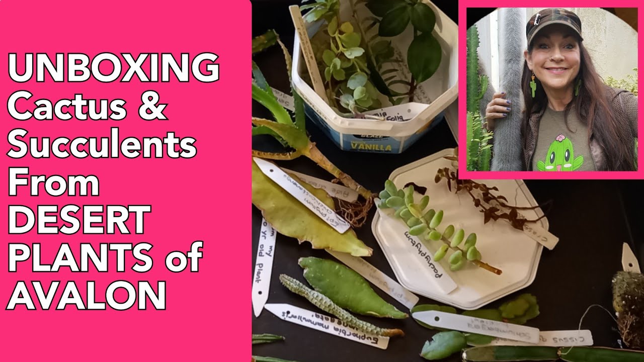 UNBOXING Cactus & Succulent Plants/Cuttings | From Desert Plants of Avalon (Lyn & Hans)