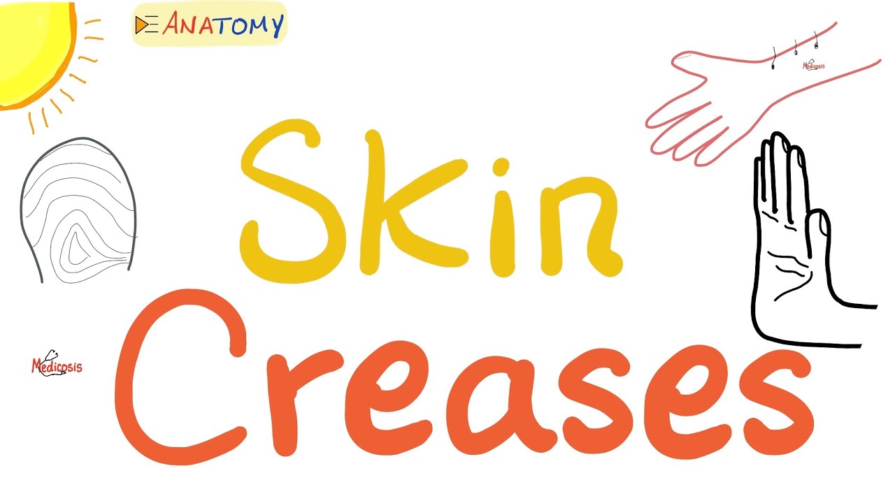 Skin Creases (e.g. Fingerprints, Striae) | Anatomy Basics | Anatomy