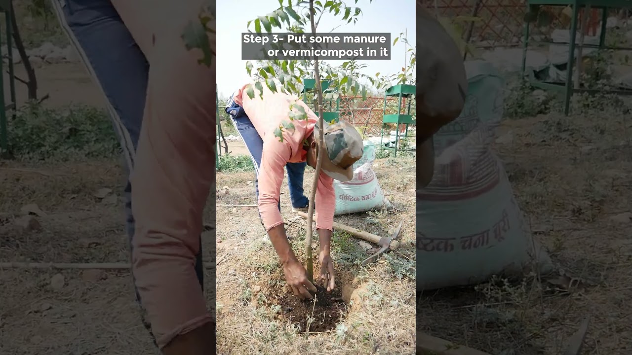 How to use dried leaves for mulching?