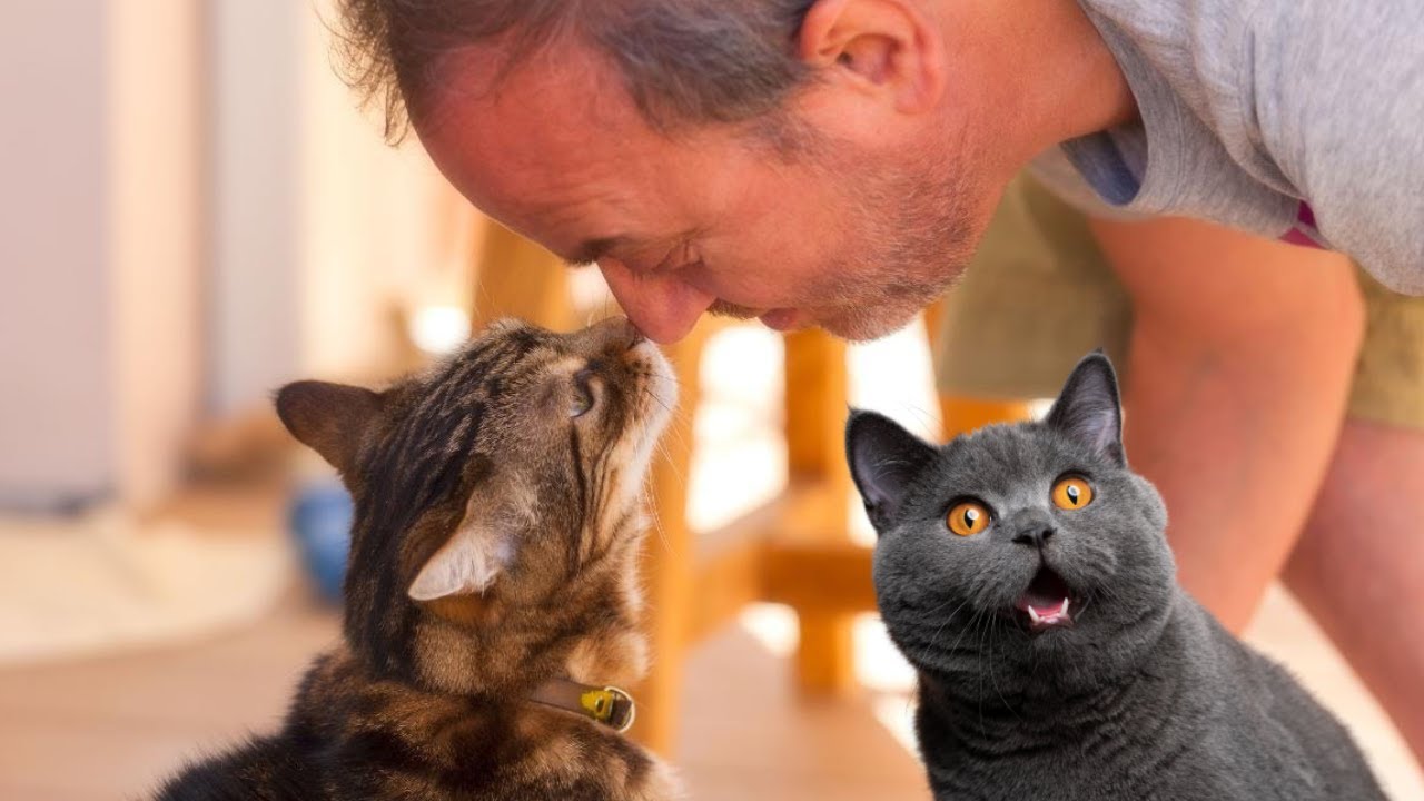 Discovering the Reality of Cats' 9 Lives: Fact or Fiction?
