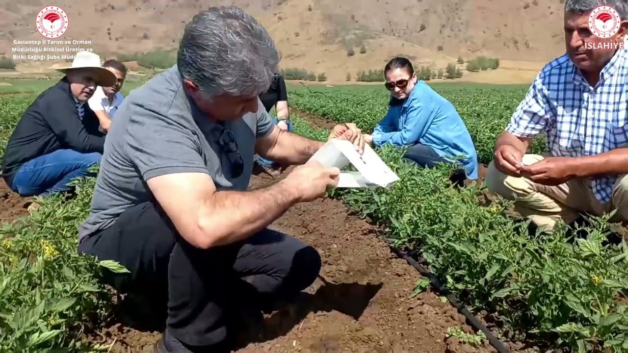 Tarlabaşı Eğitimleri - Domates Güvesi (Tuta Absoluta) İçin Feromon Tuzak Kurulması