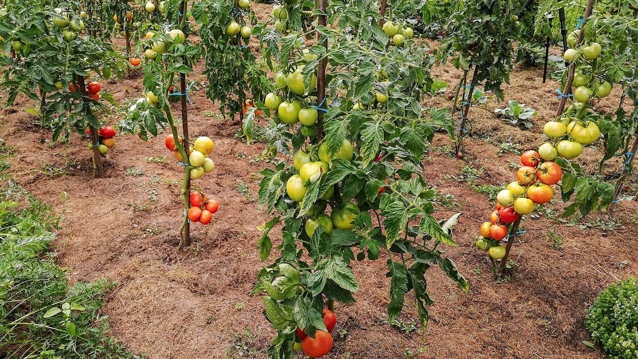 Legumele, fructele şi plantele aromatice din grădina noastră.