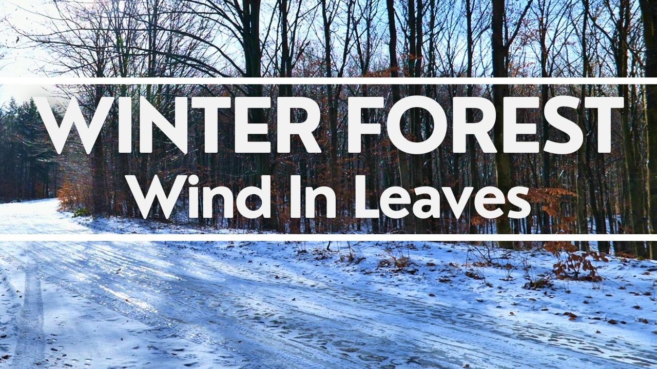 Wind Blowing Through Trees • Cold Season Nature Soundscape