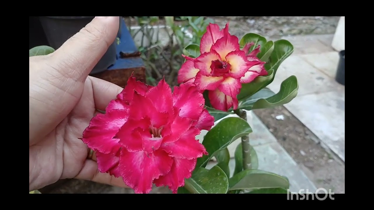 Tudo limpinho e muitas flores.