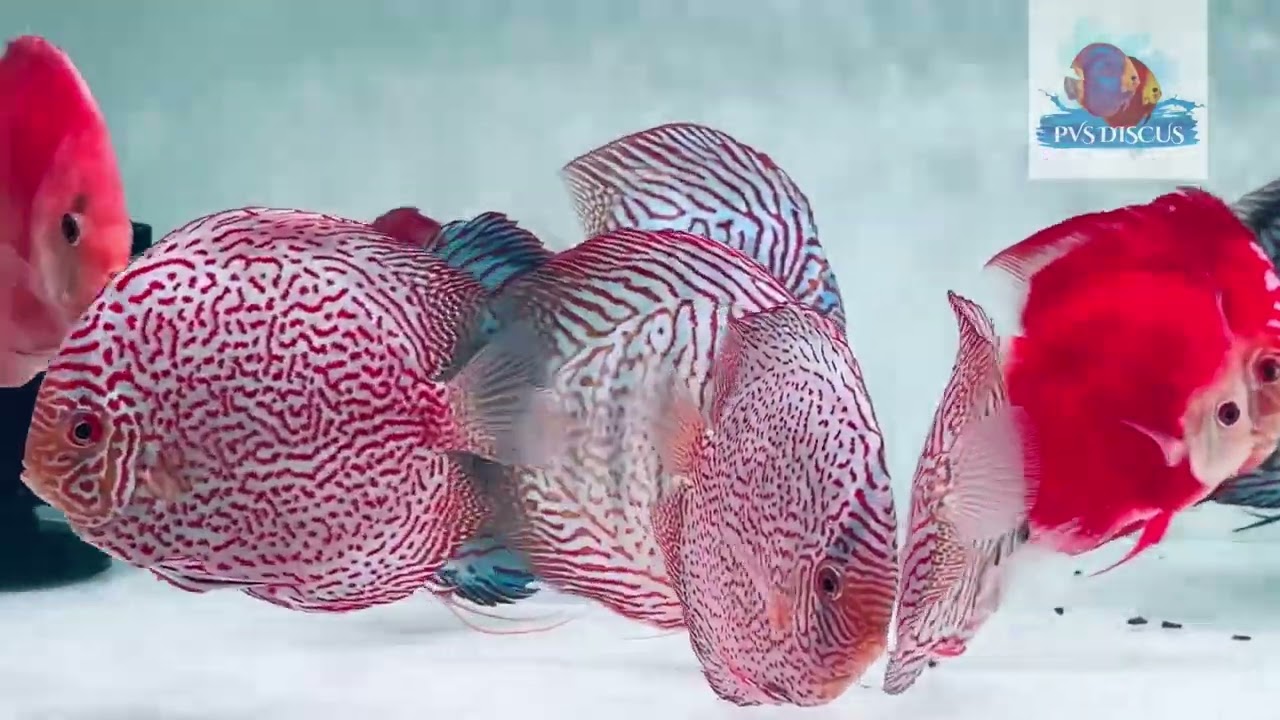 Current stocks (10thApr25)…Imported Discus collections…