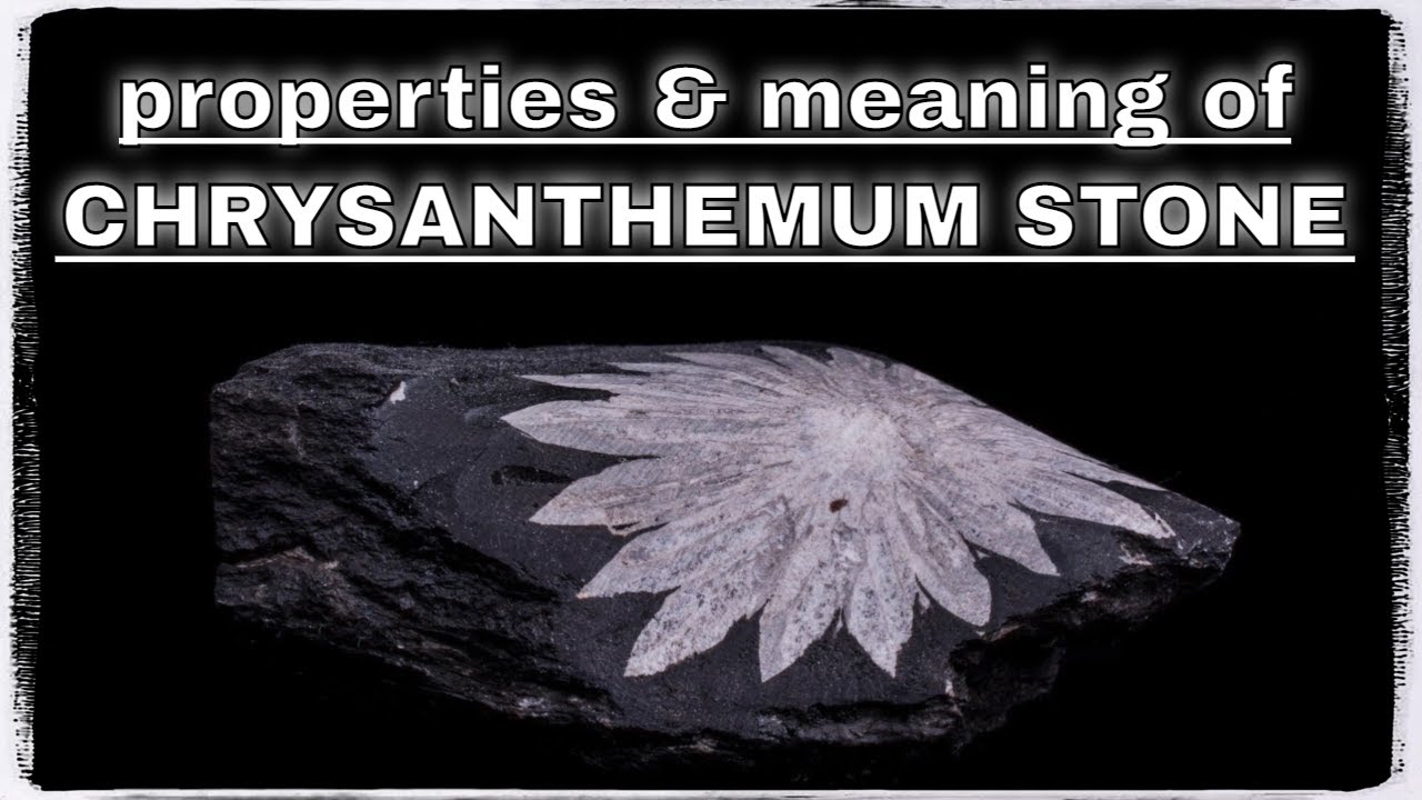 Chrysanthemum Stone Meaning Benefits and Spiritual Properties