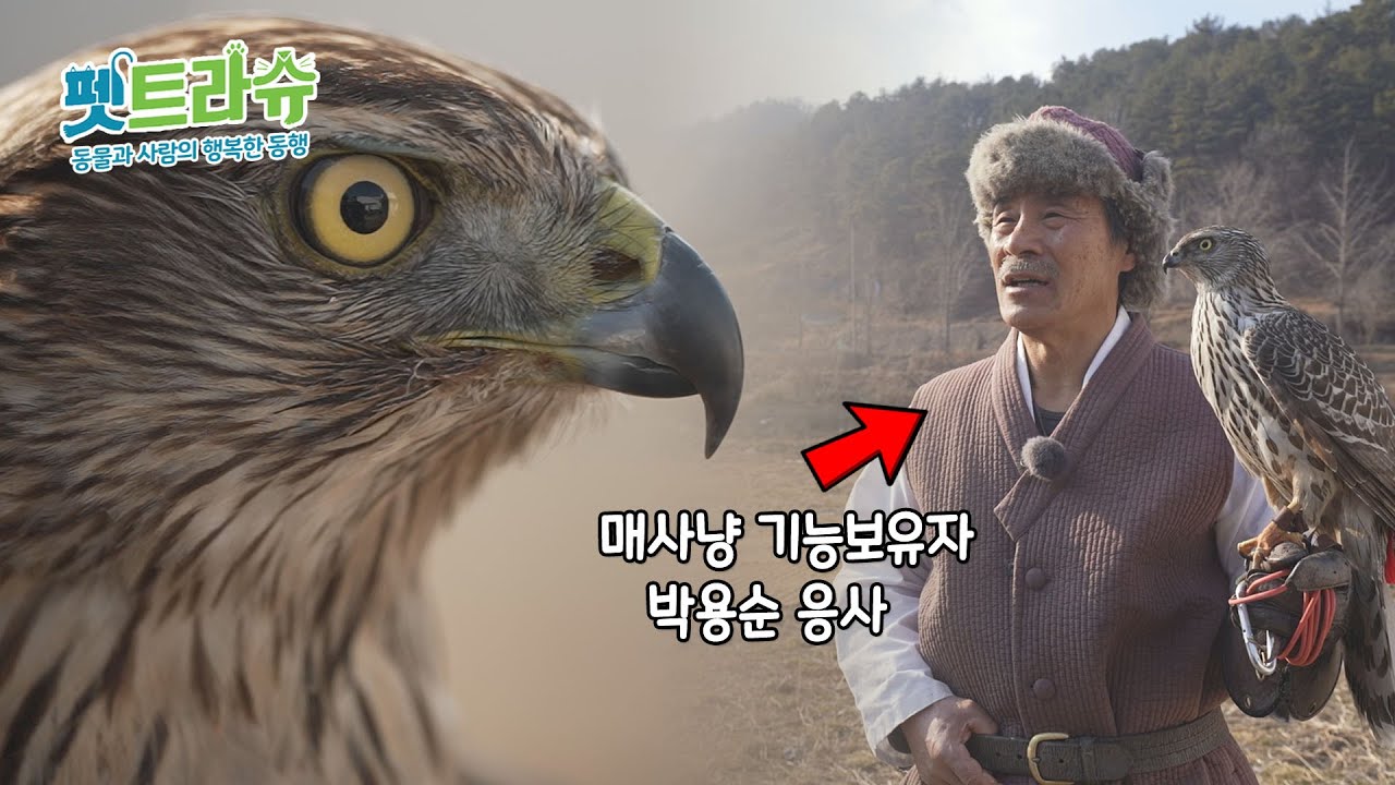 매와 인간의 교감! 유네스코 무형문화재 전통 매사냥