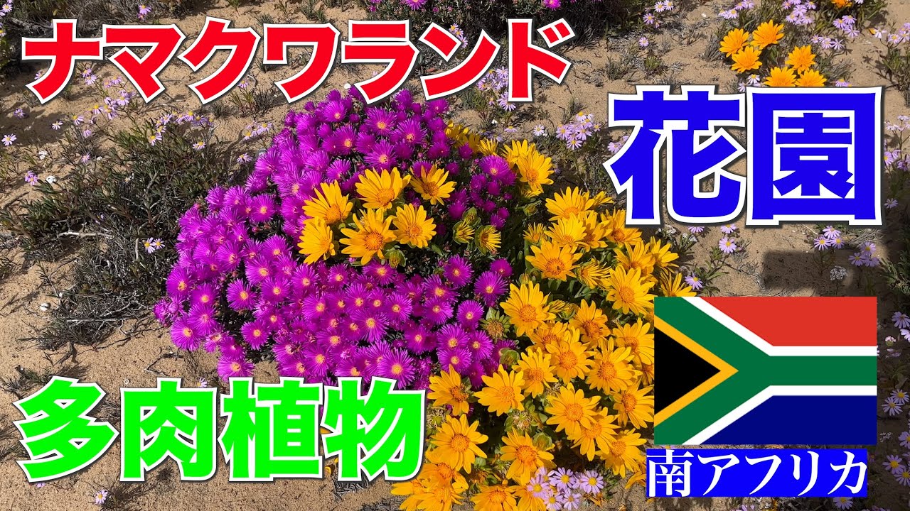 【多肉植物】南アフリカのナマクワランドは、砂漠地帯が花園へ！ 植物と花好きなら必見の価値あり【珍奇植物】