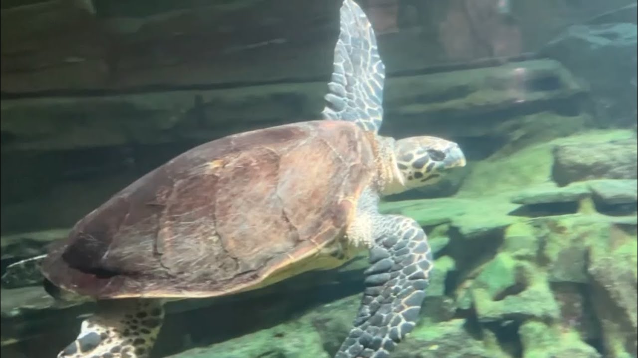 Aquatiic Reptiles in the National Aquarium of New Zealand, Marine Parade, Napier