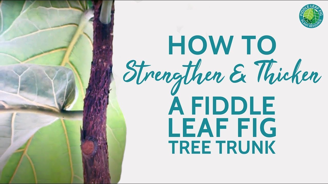 Fiddle Leaf Fig Hack: How To Strengthen Your Trunk At Home (No Products Required)