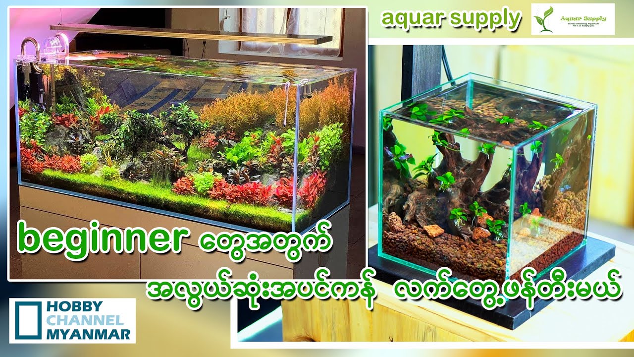 beginner တွေအတွက်အလွယ်ဆုံး အပင်ကန်လက်တွေ့ဖန်တီးမယ်
