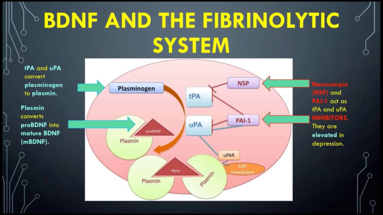 &ldquo;Psychedelics as Antidepressants: A Potential Link between Depression and the Fibrinolytic System&rdquo;