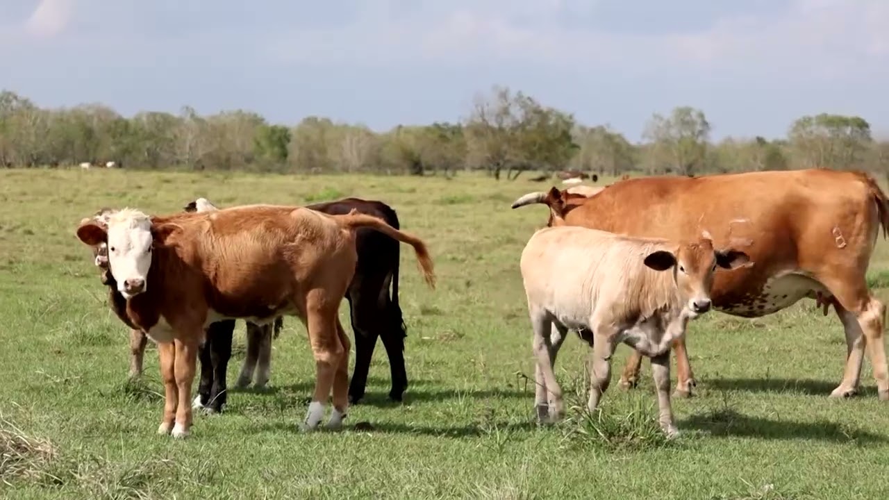Australia expands grain-fed beef exports as US production falters | REUTERS
