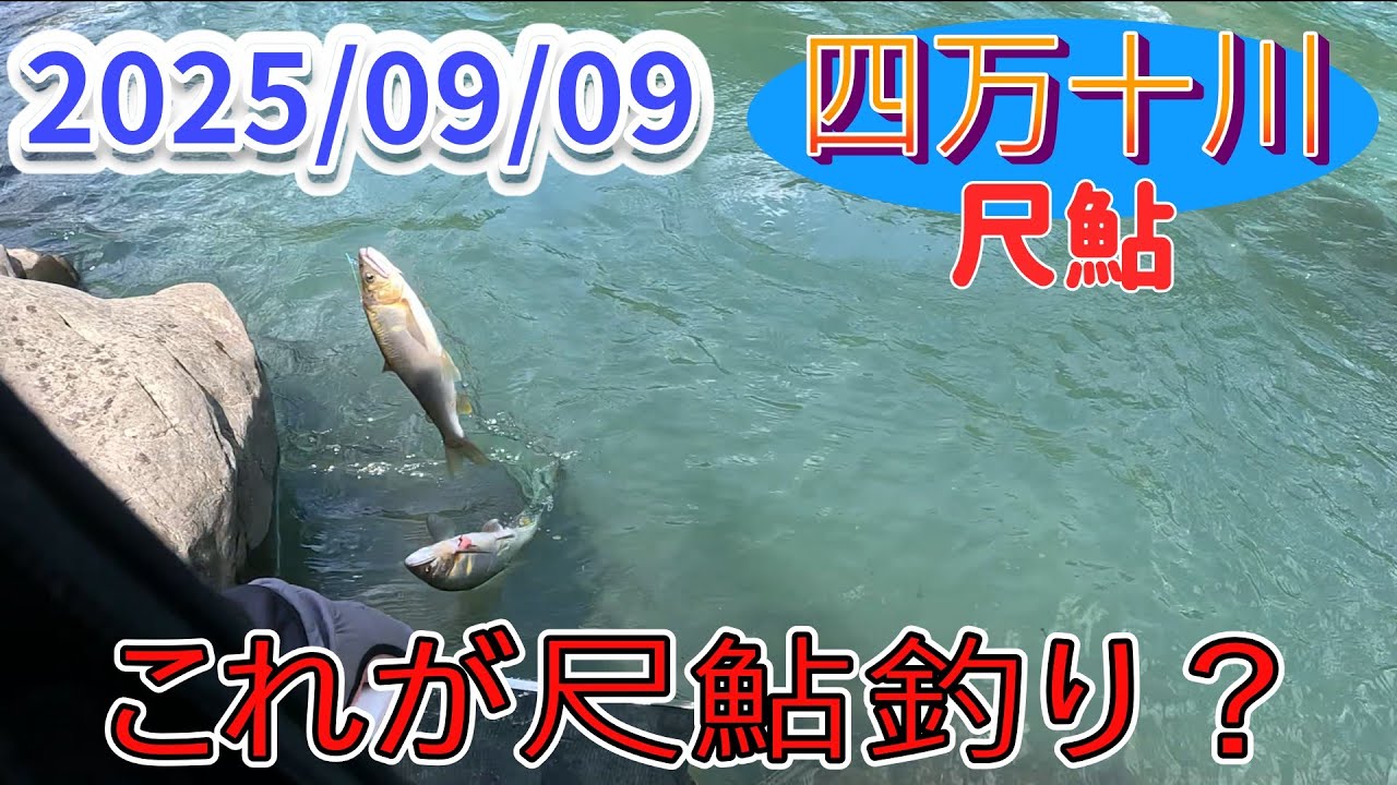 コレが四万十川の尺鮎釣り。まさかのキモ掛かりです。