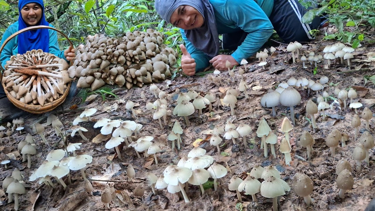 !!ตลึง!!😱😱อลังกาลสุดยอดเห็ดปลวกหลังดำหมู่ใหญ่ล้นกะต่าดีต่อใจสุดๆสวยงามเกินต้าน