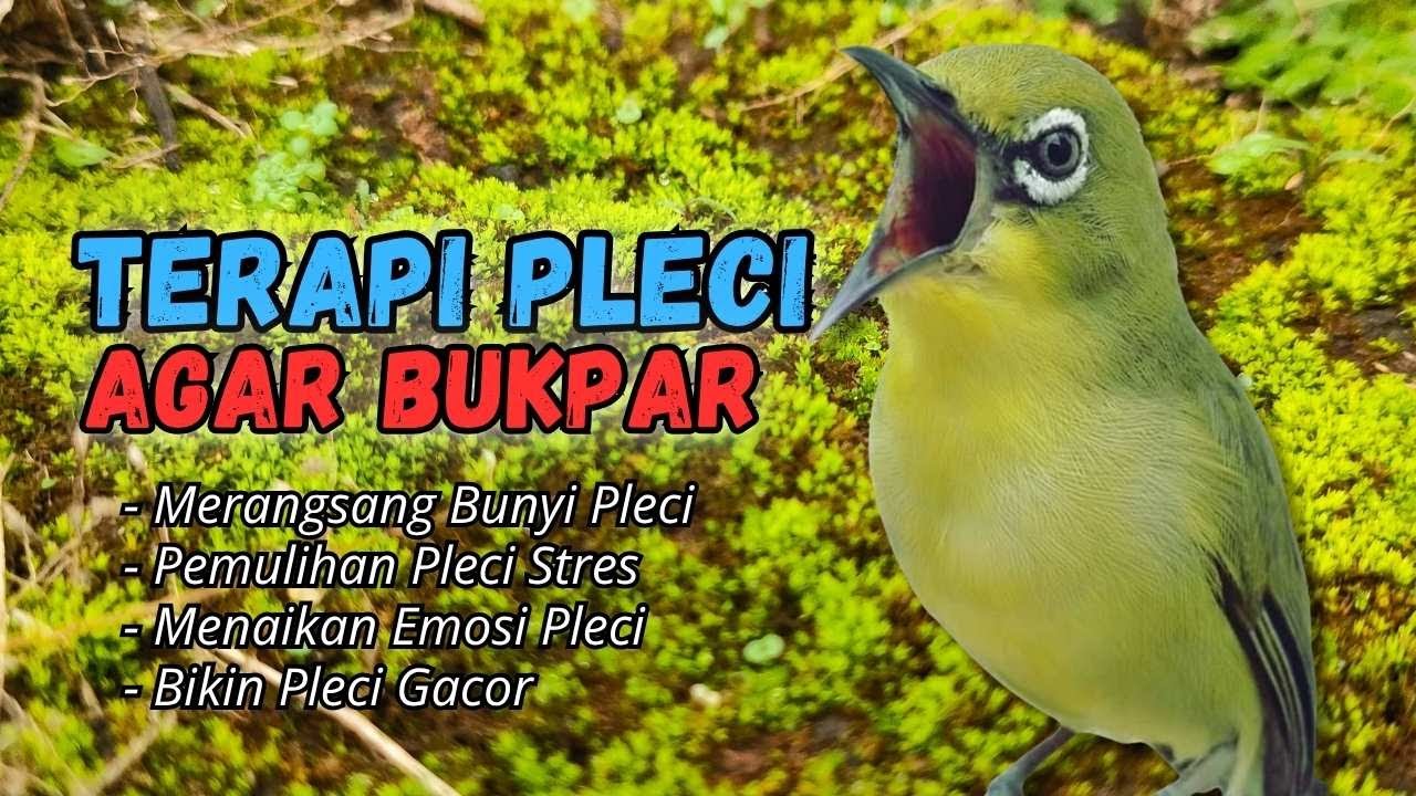 Semua Pleci Pasti Langsung Ikut Bunyi Ngalas - Terapi Pleci Agar Buka Paruh