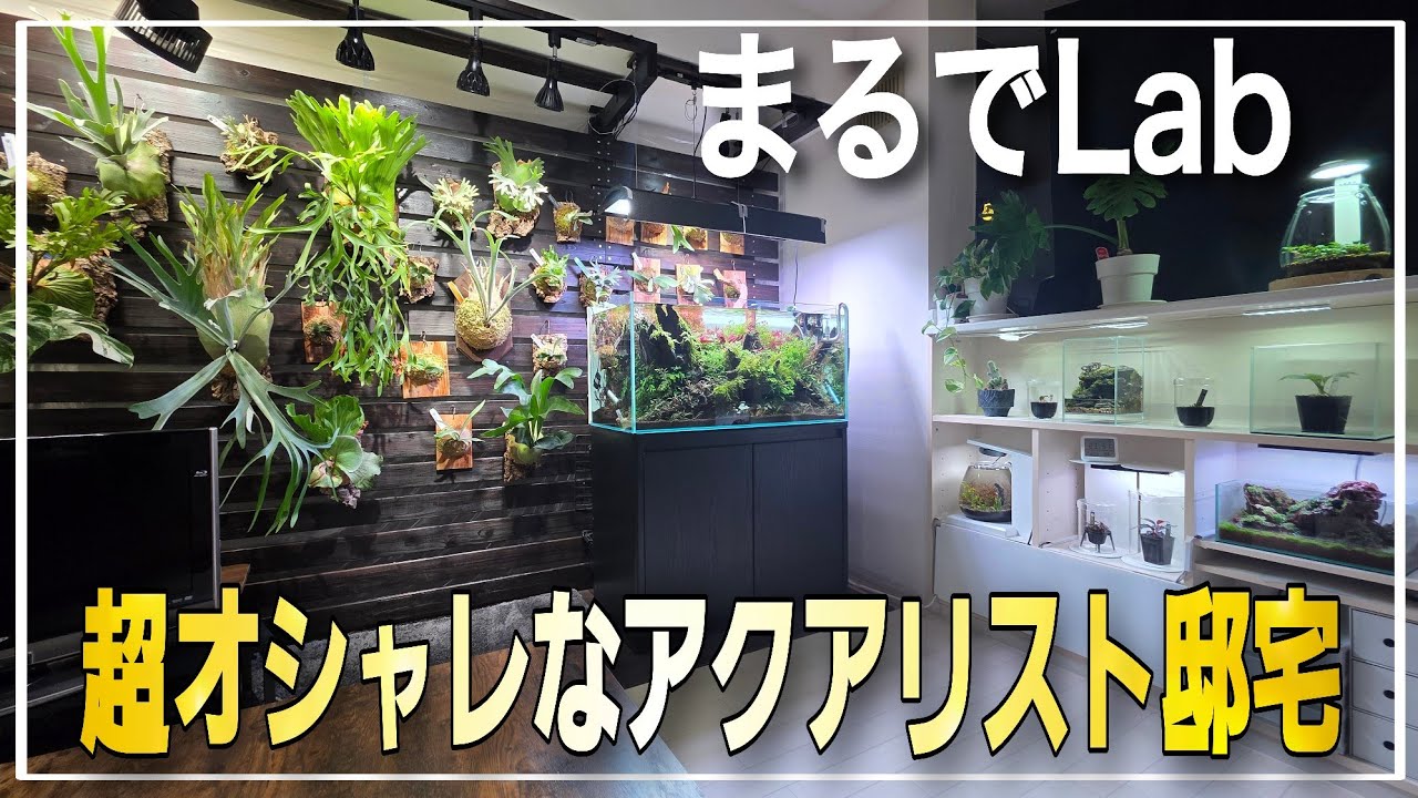 【衝撃映像】全てが洗練されたラボのような夢のアクアリスト邸宅に潜入‼　ルームツアー　aquarium　アクアリウム　熱帯魚　水槽　水草　流木　テラリウム　ビカクシダ