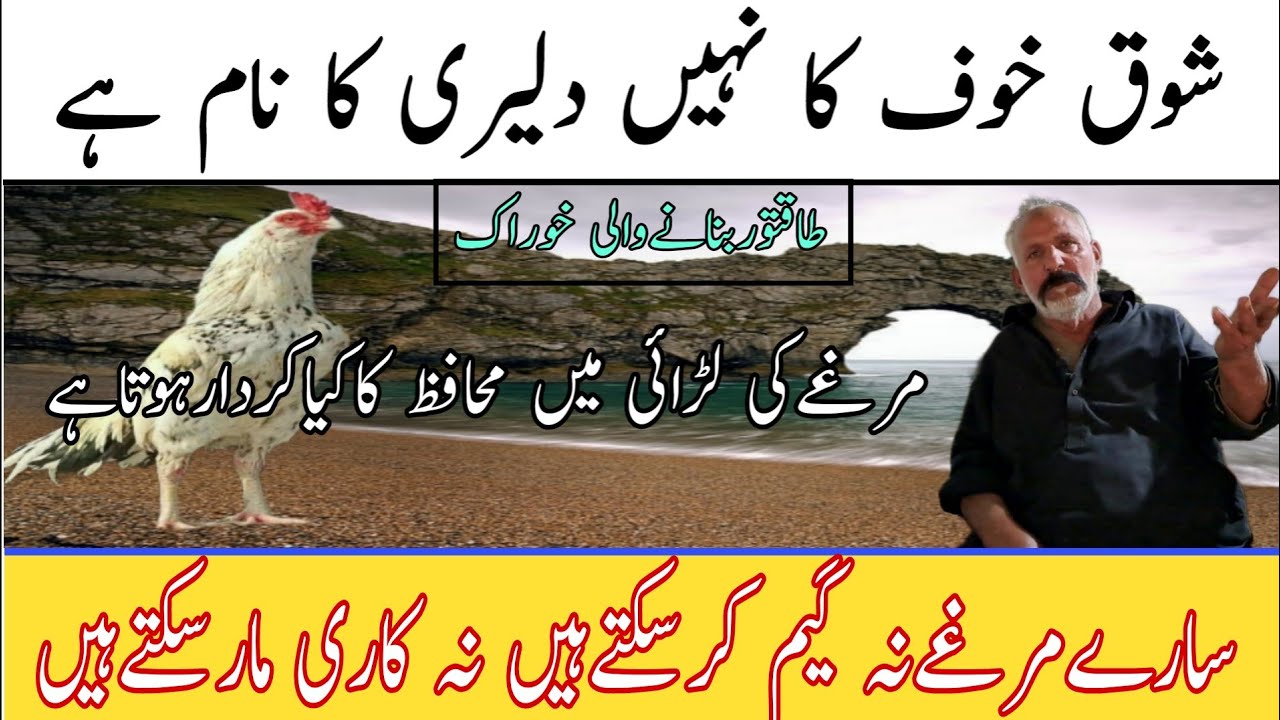 Shoq Khauf Ka Nahin Daleri Ka Name Hai | Aseel Discussion And Information With Ustad Akram Gujrat