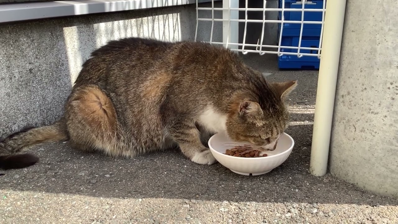 【博多ｰ住吉猫さん】　今日も暑いから日陰でご飯食べよう　キジ白猫さん