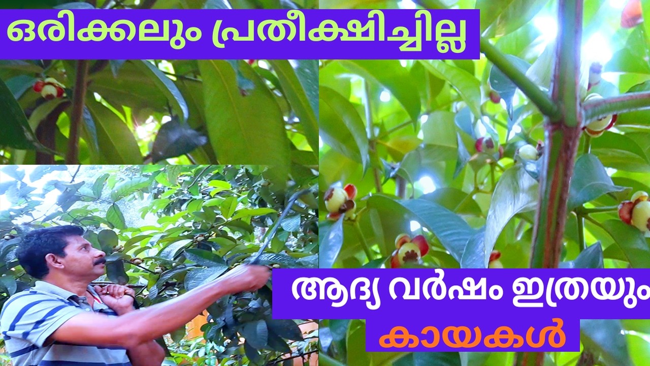 മാങ്കോസ്റ്റീൻ കായ്ക്കുന്നില്ലേ പൂവിട്ട് ആദ്യ വർഷം തന്നെ കൂടുതൽ കായ പിടിക്കാൻ How to Get Maximum Mang