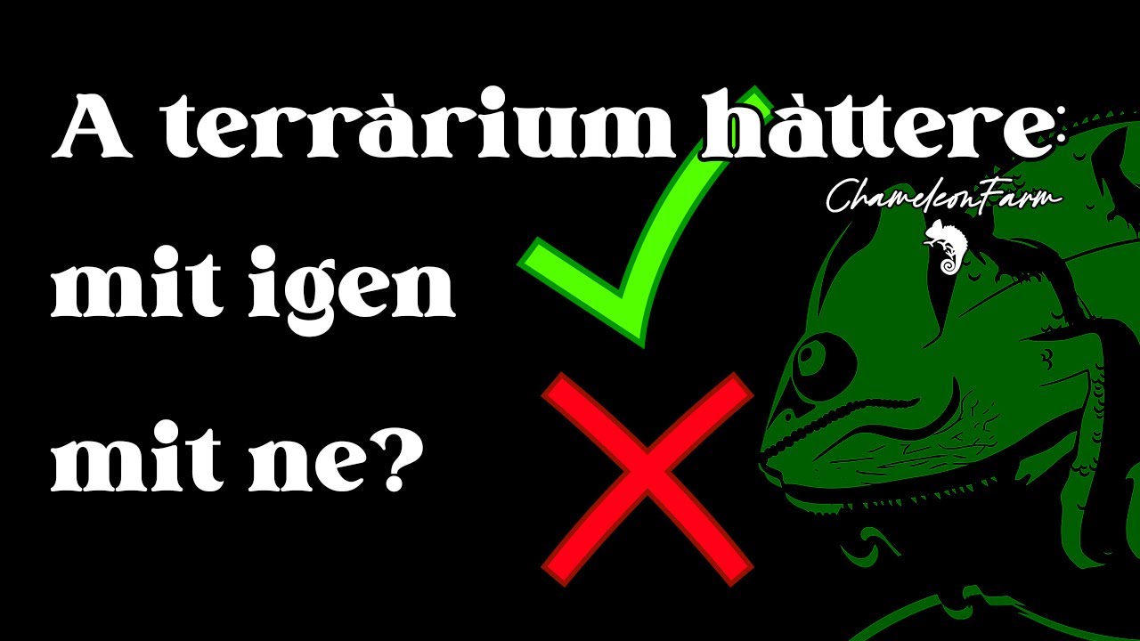ChameleonFarm - A terrárium háttere: mit igen és mit ne?