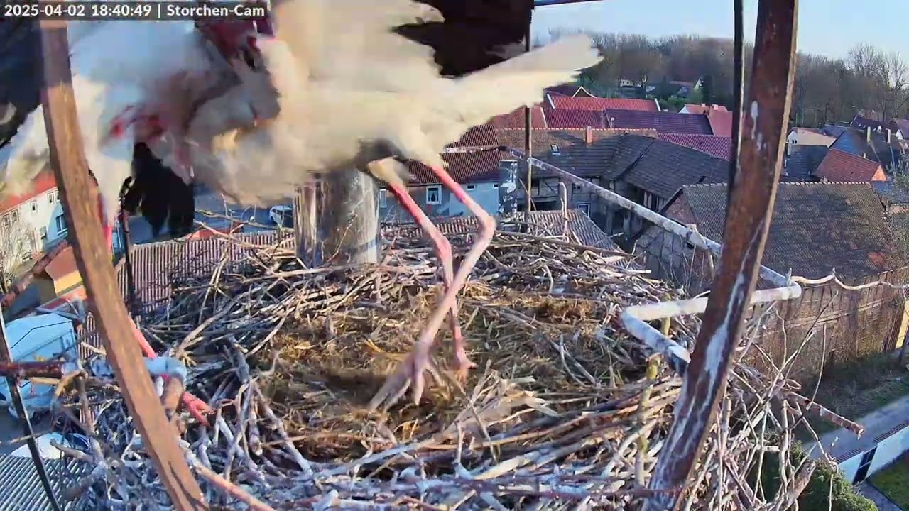 Storchen Cam 2.4.25 - Brutpaar wird vertrieben