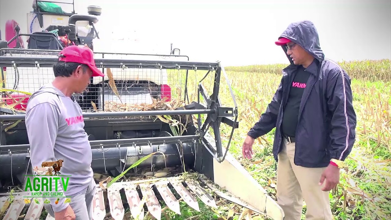 AGRITV DECEMBER 17, 2017 EP YANMAR Corn Combine Harvester 1 Artisuela ISabela