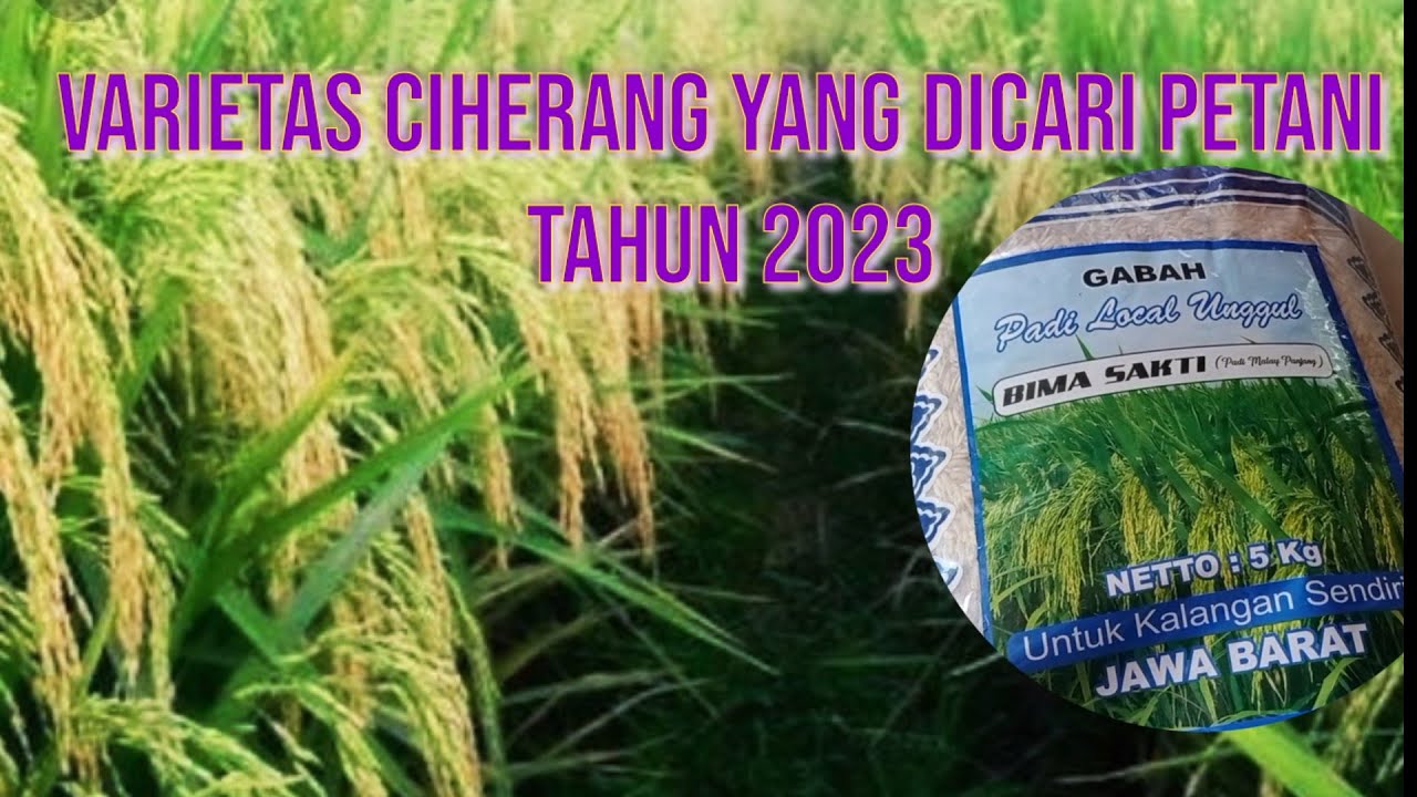 Review Varietas Padi Unggul Bima Sakti