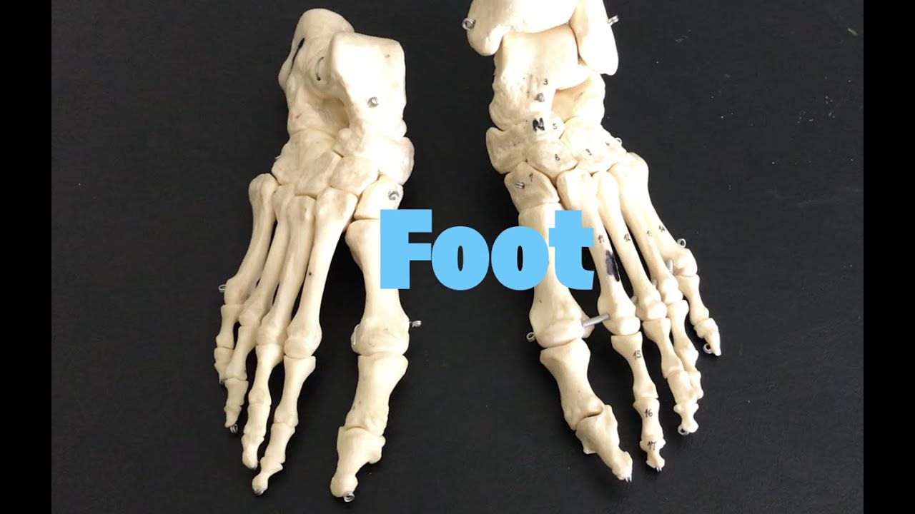 Foot