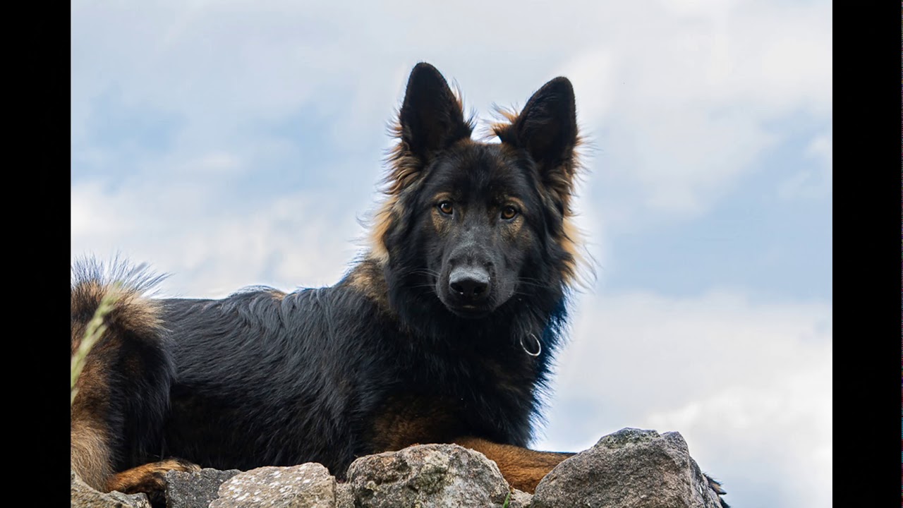 Altdeutscher Schäferhund 14 Monate, IGP Sport,  Ausbildung, Fährte, Unterordnung, Schutzdienst