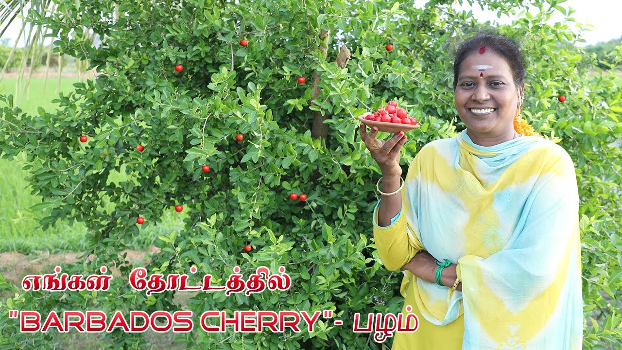 எங்கள் தோட்டத்தில் பார்படாஸ் செர்ரி பழம் | Barbados Cherry