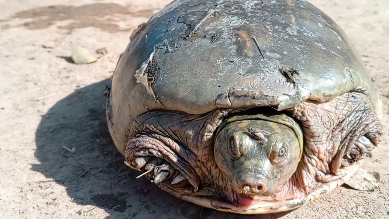 Pakra Hua Turtle Zameen Par | Real Turtle Video31 #turtle #viralvideo #animal 