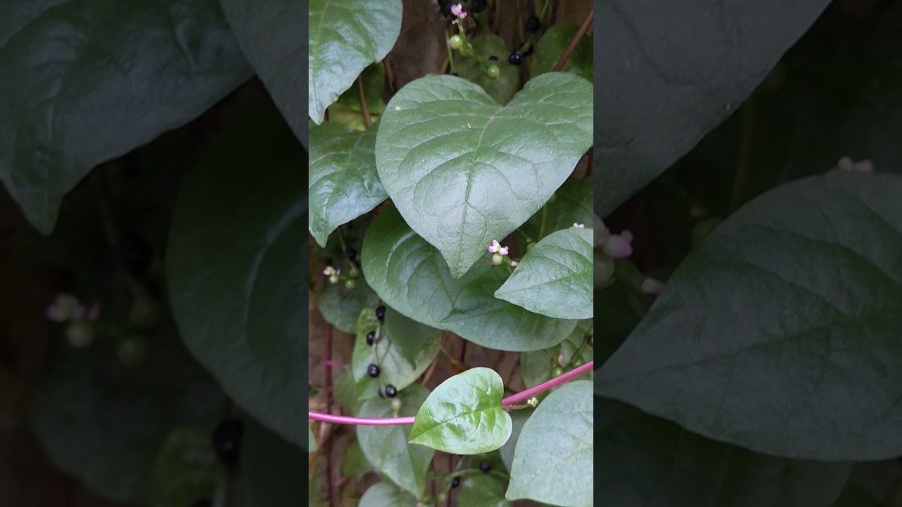 Malabar Spinach l Poi Saag l