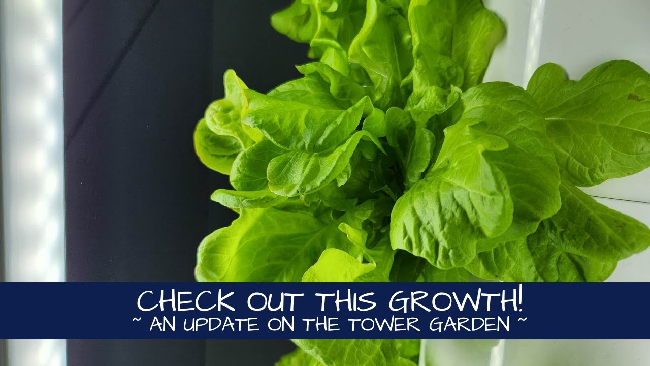 Check Out This Growth! | Seeding Starting and Tower Garden Update