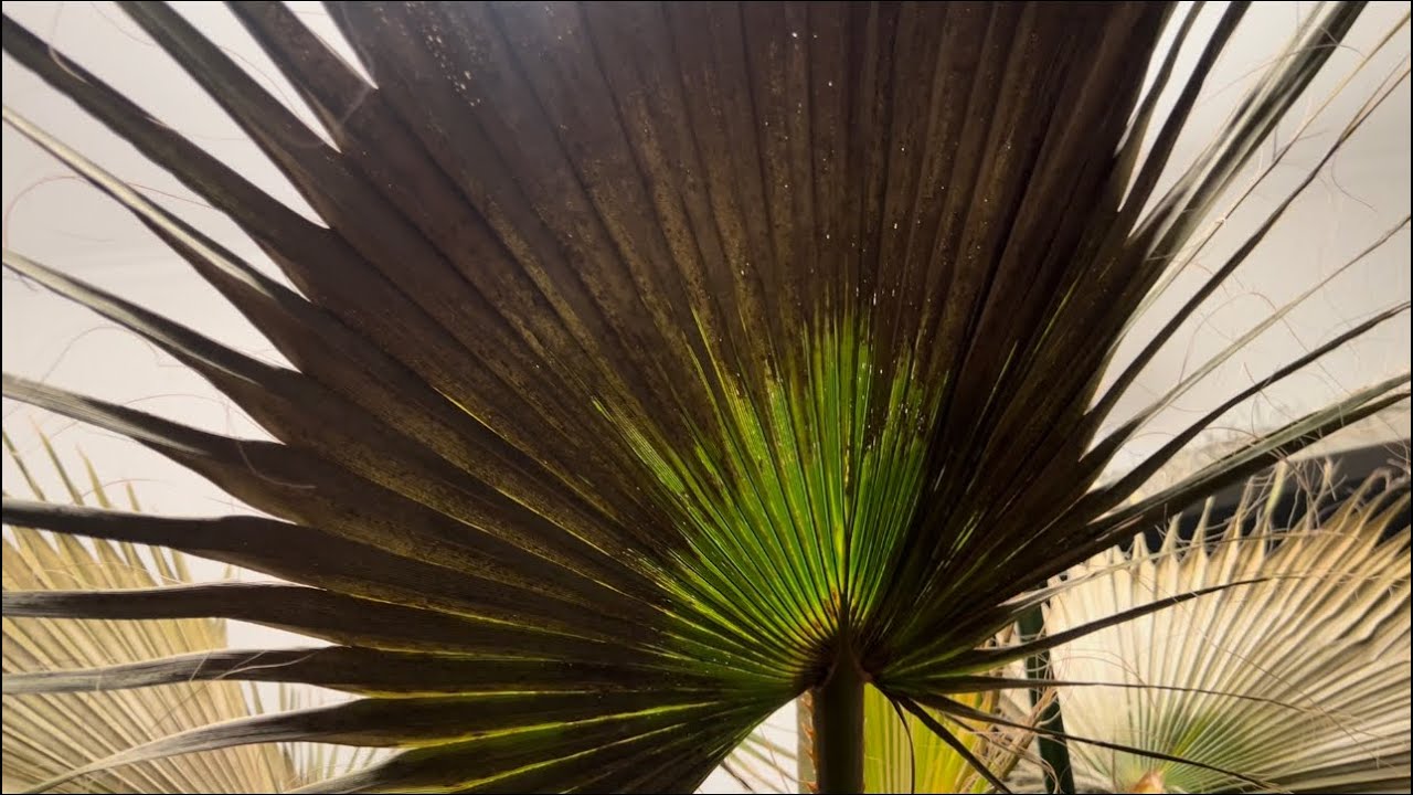 Die Entwicklung nach schweren Frostschaden Washingtonia Robuster