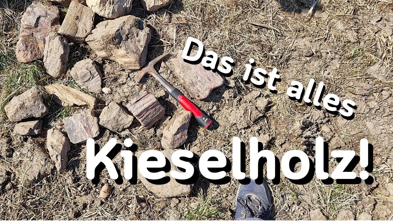 Dieser Acker bringt fossiles Holz!
