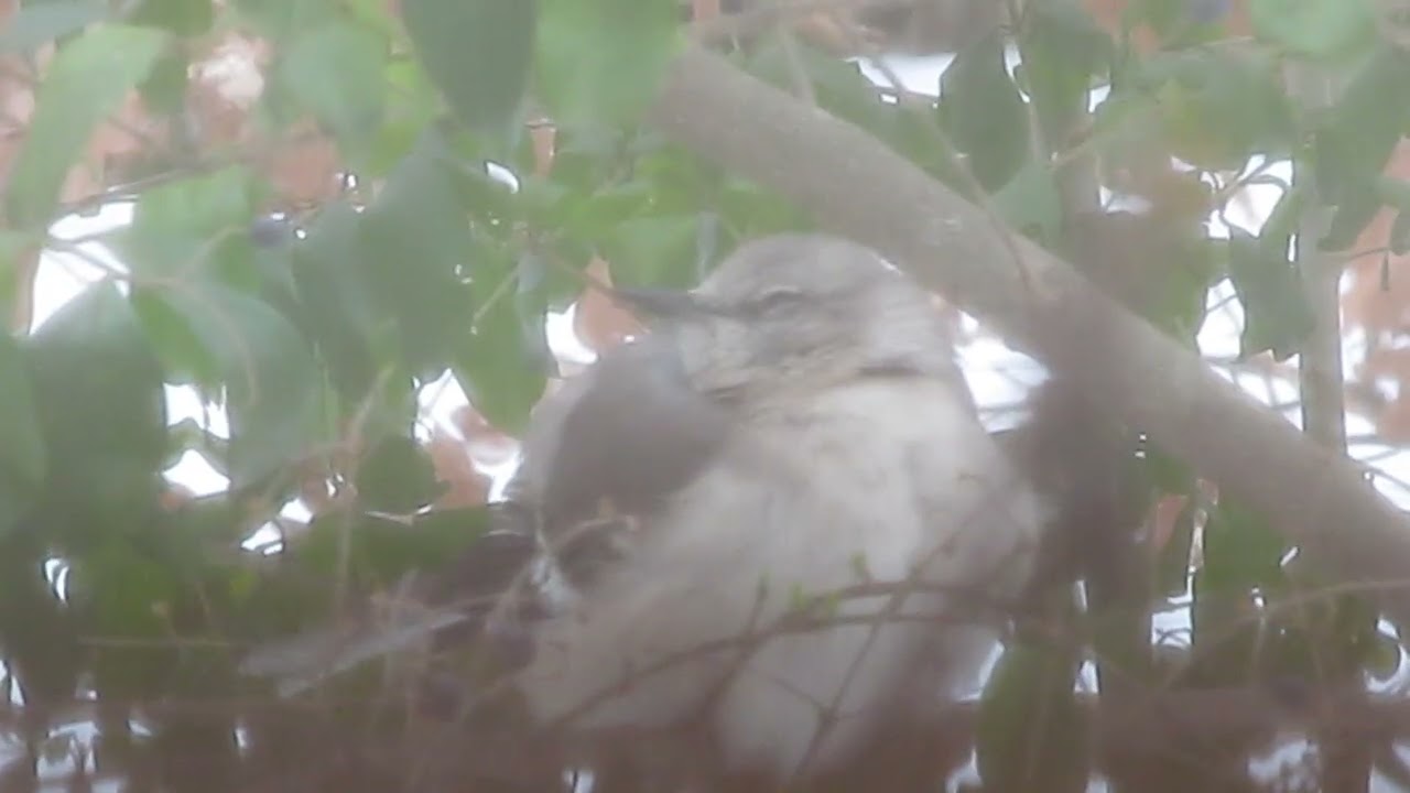 How a Mockingbird survives in 10 degree Fahrenheit snowstorm taking shelter in Privet evergreen