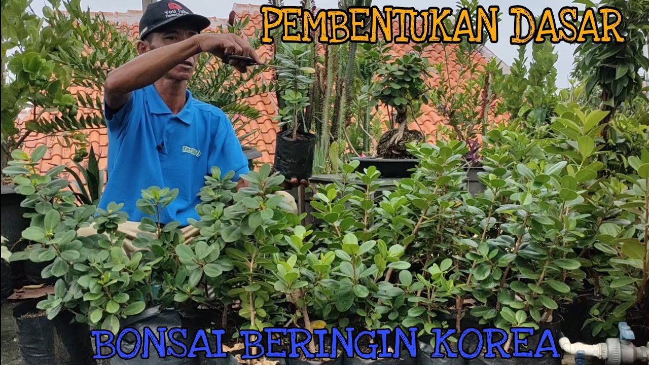 CARA PROGRAM DARI AWAL BONSAI BERINGIN KOREA !!