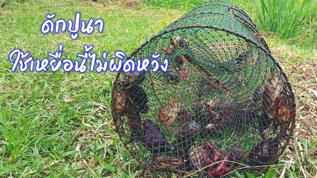 ดักปูนามาดอง ดักวิธีนี้ ใช้เหยื่อแบบนี้ไม่ผิดหวัง / ตุ้มแพรว พาเพลิน EP.718