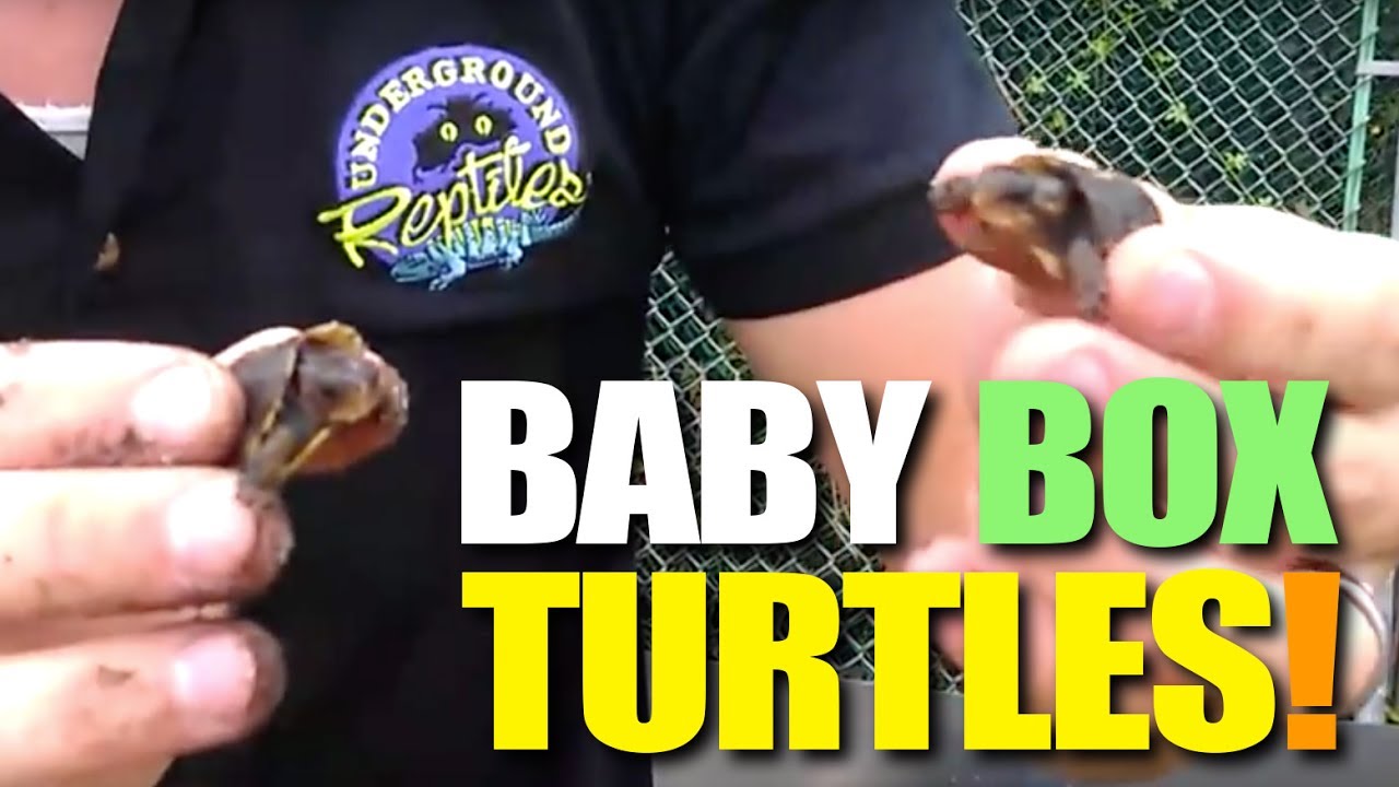 Baby Box Turtles Are Here!